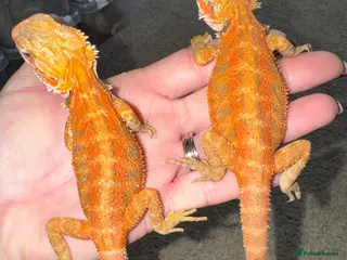 Bearded Dragon reptiles Last Few Baby Bearded Dragons For Sale! - Advert 3