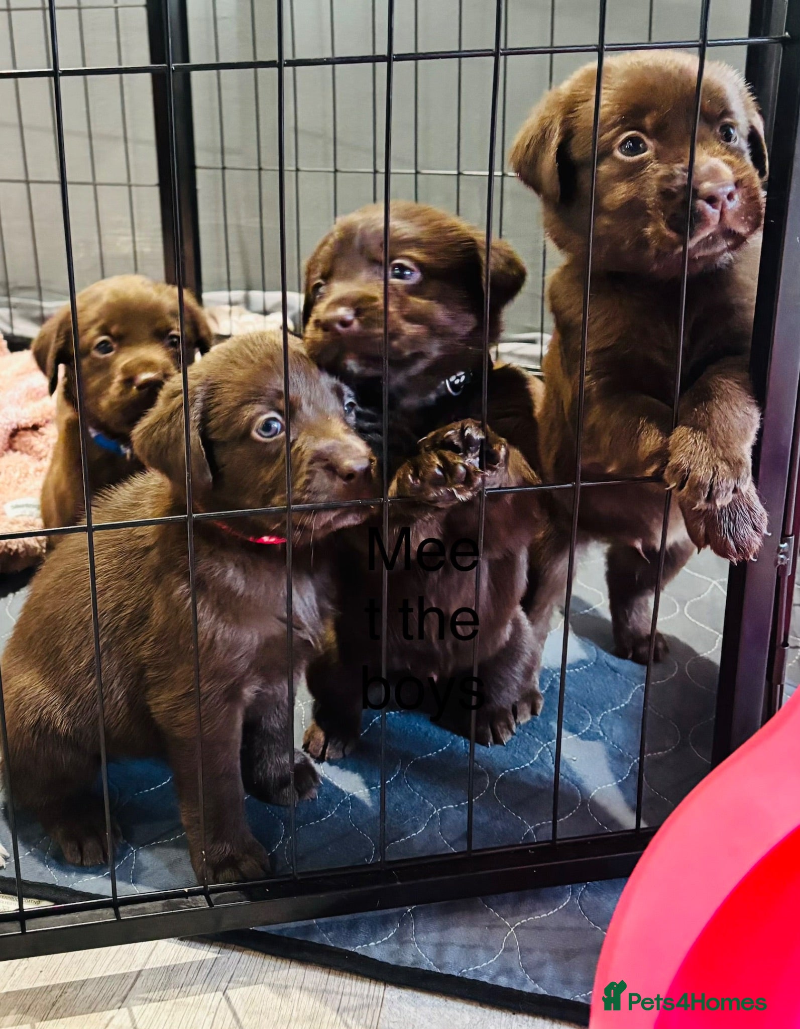 Labrador Retriever dogs Ready to leave. Only boys left  - Advert 2