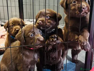 Labrador Retriever dogs Ready to leave. Only boys left - Advert 2