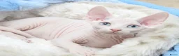Sphynx cats for stud: Odd eyed gene Blue eyes  shpynx cream pink  - Advert 1