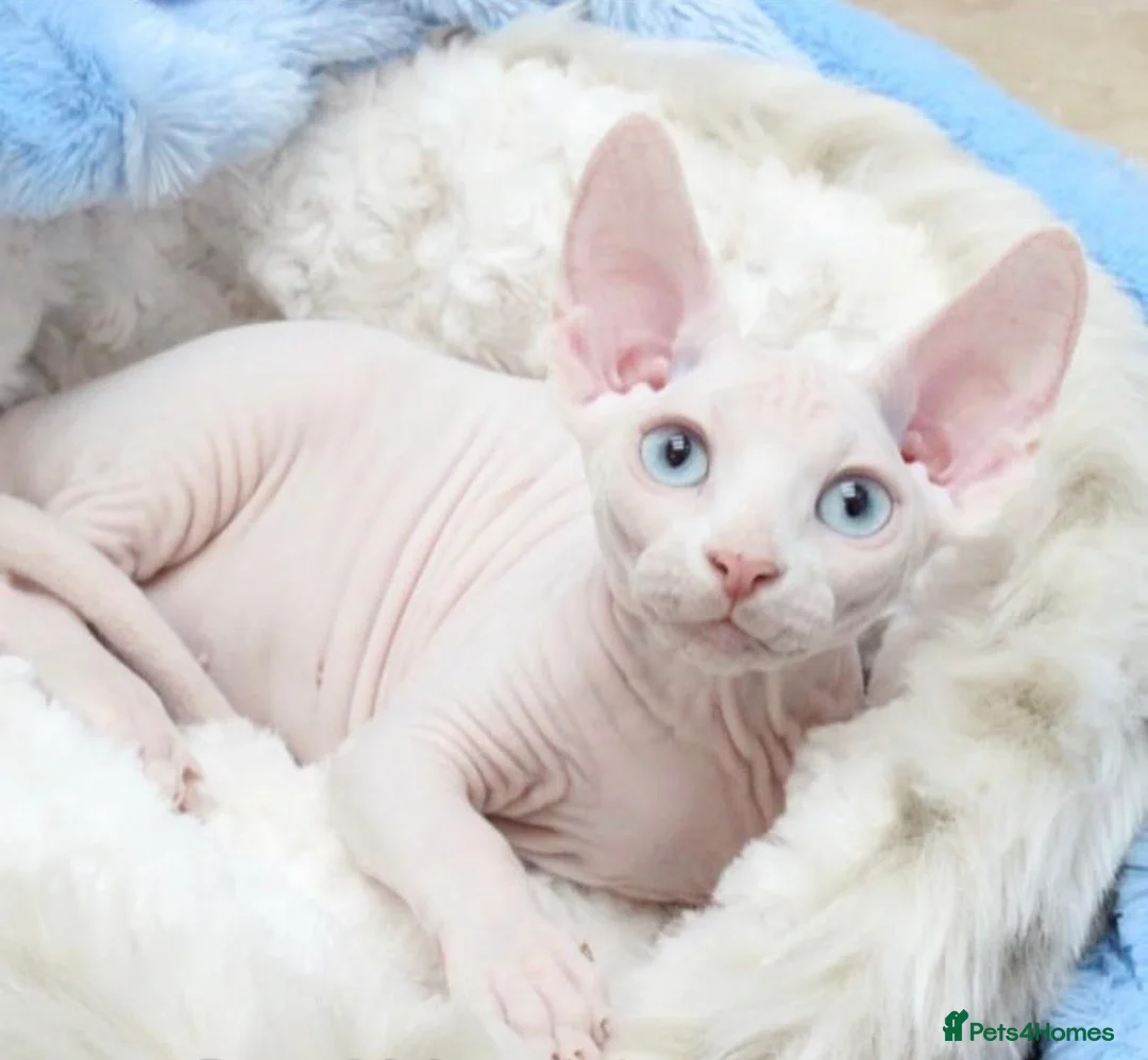 Sphynx cats for stud: Odd eyed gene Blue eyes  shpynx cream pink  - Advert 1