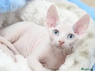 Sphynx cats Odd eyed gene Blue eyes shpynx cream pink - Advert 1
