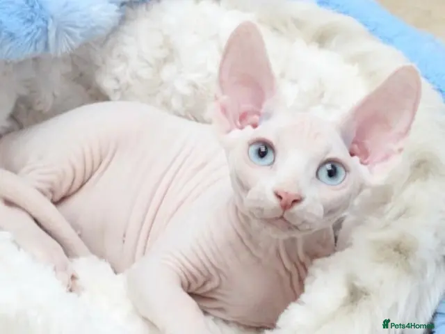 Sphynx cats for stud: Odd eyed gene Blue eyes shpynx cream pink - Advert 1