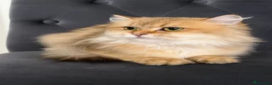 Persian cat