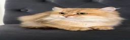 Persian cats for sale:     Beautiful Persian Female Cat in Manchester - Advert 3