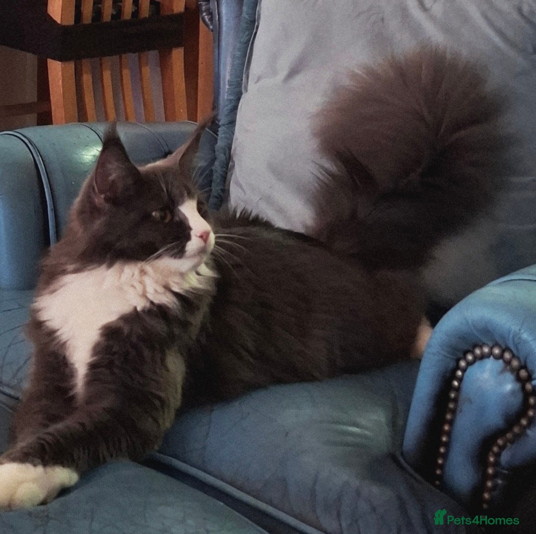 Maine Coon cats for sale: Purebred Maine Coon Kittens–Champion Bloodlines 🐾 - Image 11