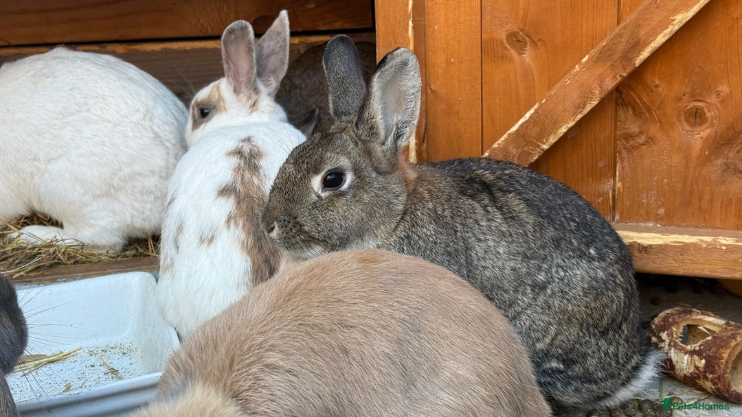 Dwarf Lop rabbits for sale: Dwarf Lops for sale in Winsford - Image 5
