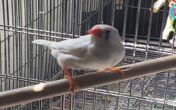 Mixed Breed birds for sale: Kakarikis, budgies and finches - Image 4