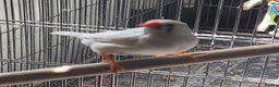 Mixed Breed birds for sale: Kakarikis, budgies and finches - Advert 4