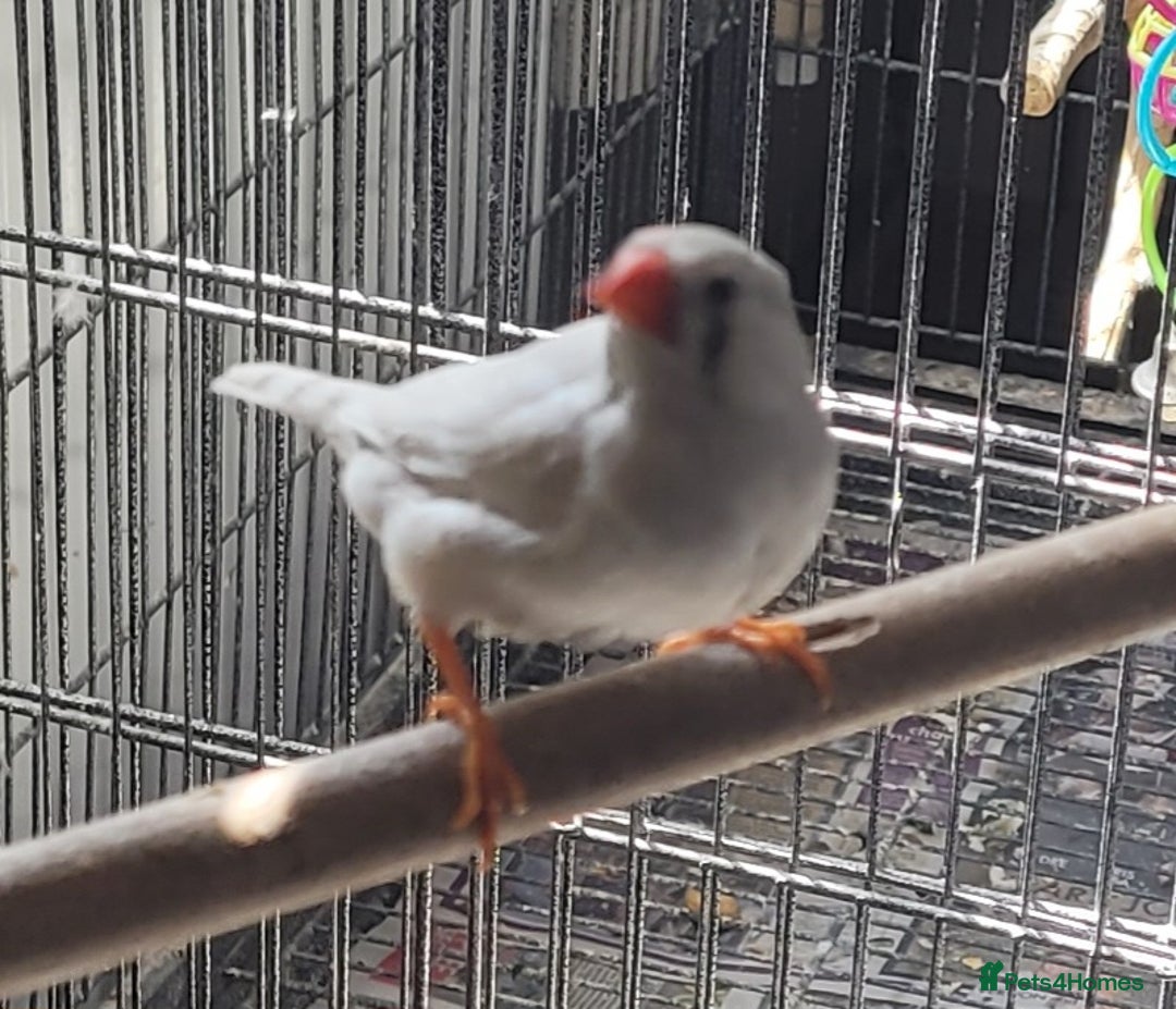 Mixed Breed birds for sale: Kakarikis, budgies and finches - Image 4