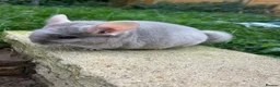 Chinchilla rodents for sale: Various Chinchillas (Pet Only) in Milton Keynes - Advert 5