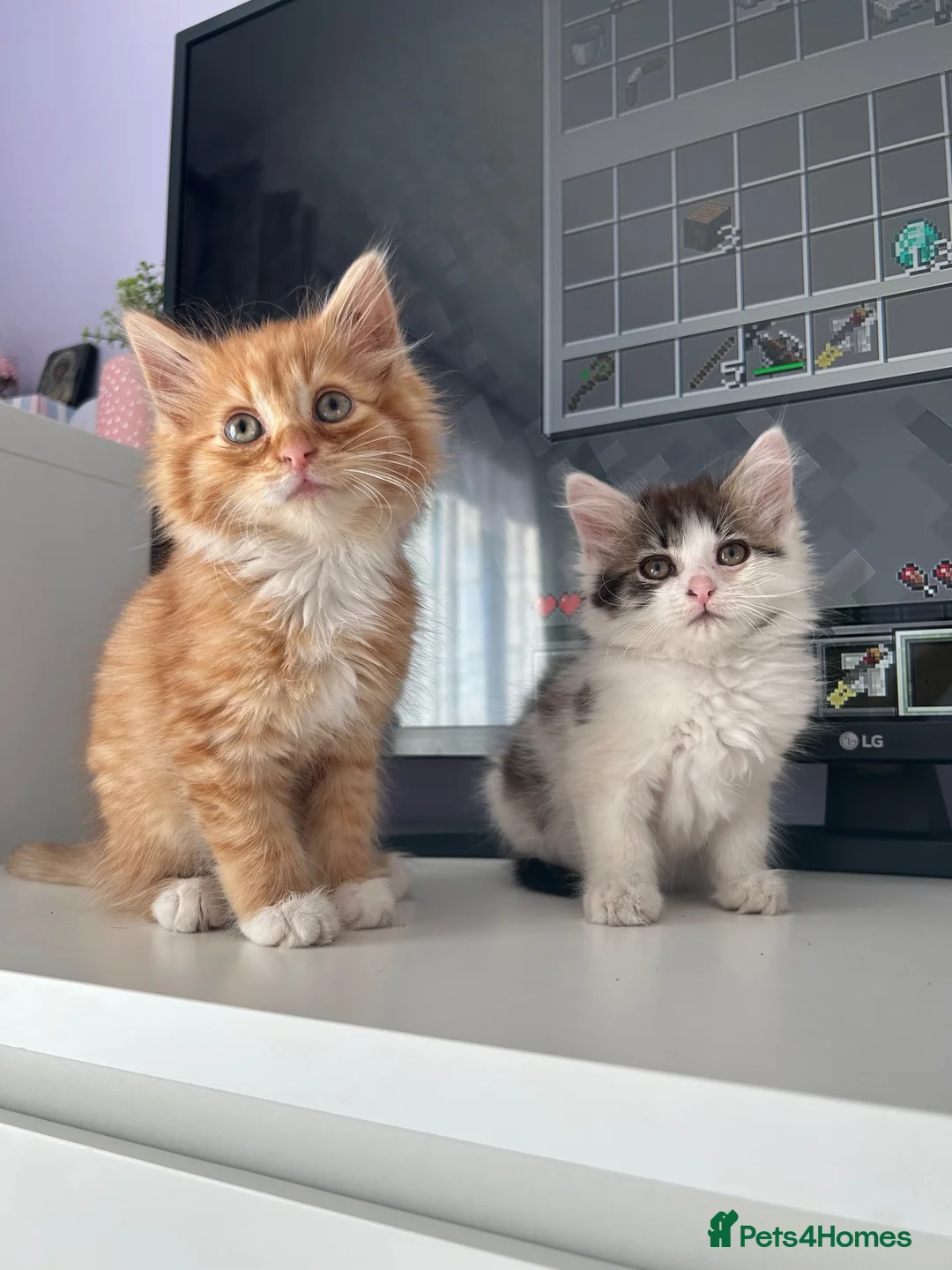Siberian cats for sale:     Beautiful Siberian Cross Kittens - Advert 1