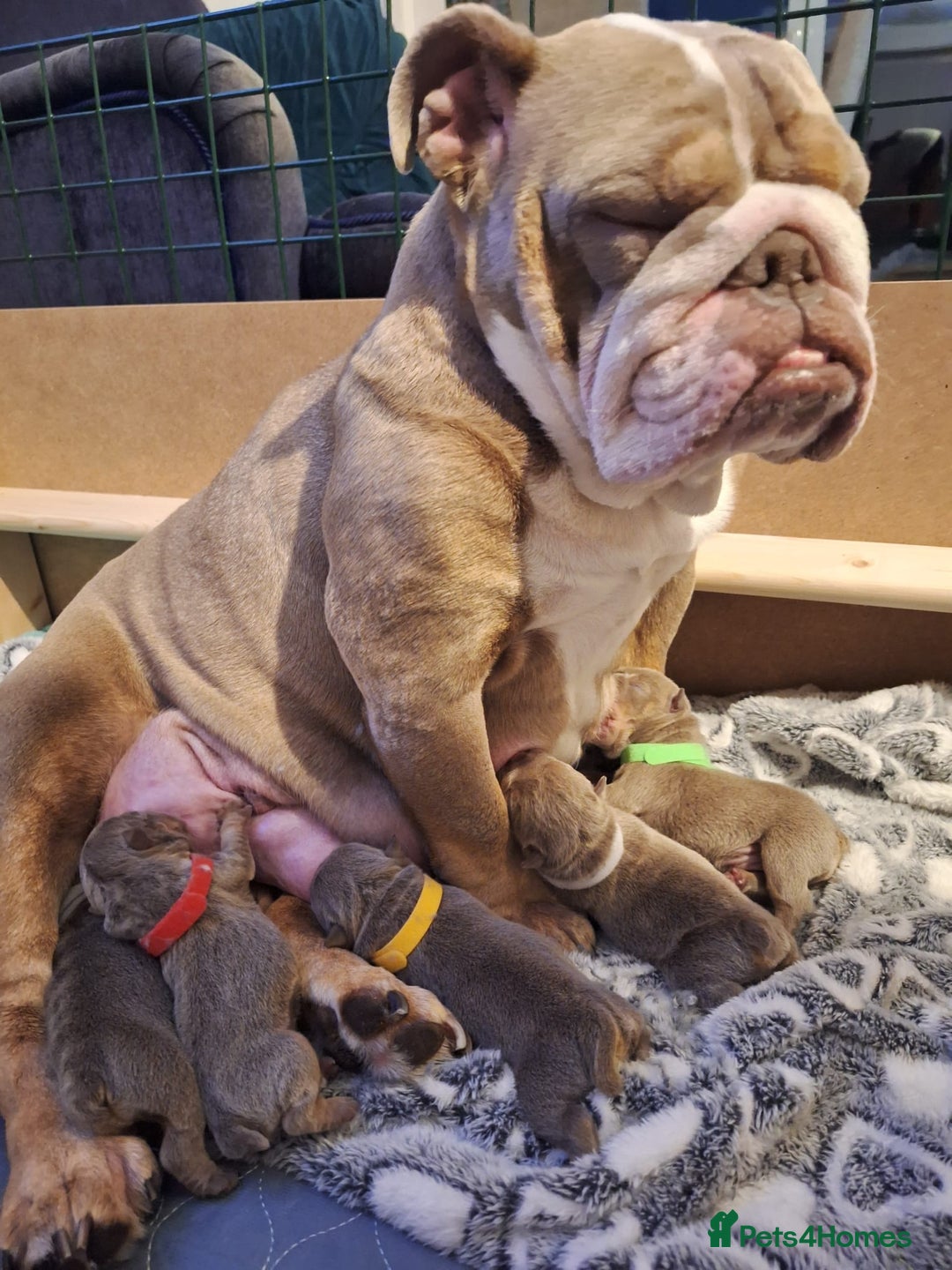 English Bulldog dogs for sale: Lilac/tan/ white English Bulldogs. 5 males. - Advert 20