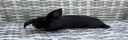 Mini Lop rabbits for sale: Pure bred mini lops - Advert 12