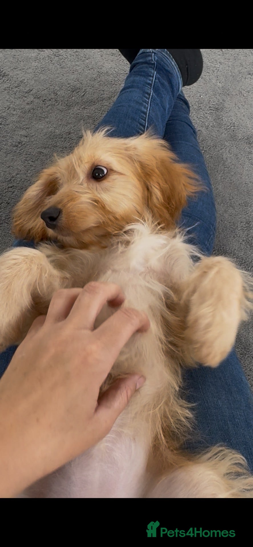 Cockapoo dogs Cockapoo - Advert 2
