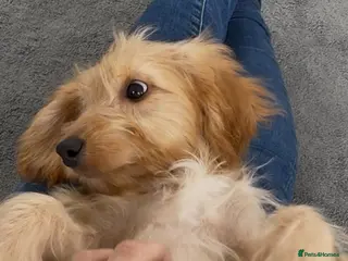 Cockapoo dogs Cockapoo - Advert 2