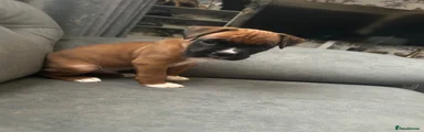 Boxer 4