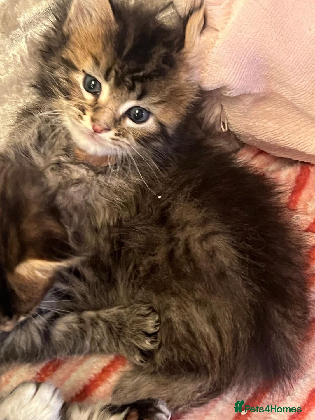 Maine Coon cats for sale: Full breed Mainecoon kittens ready 17th February  - Advert 13