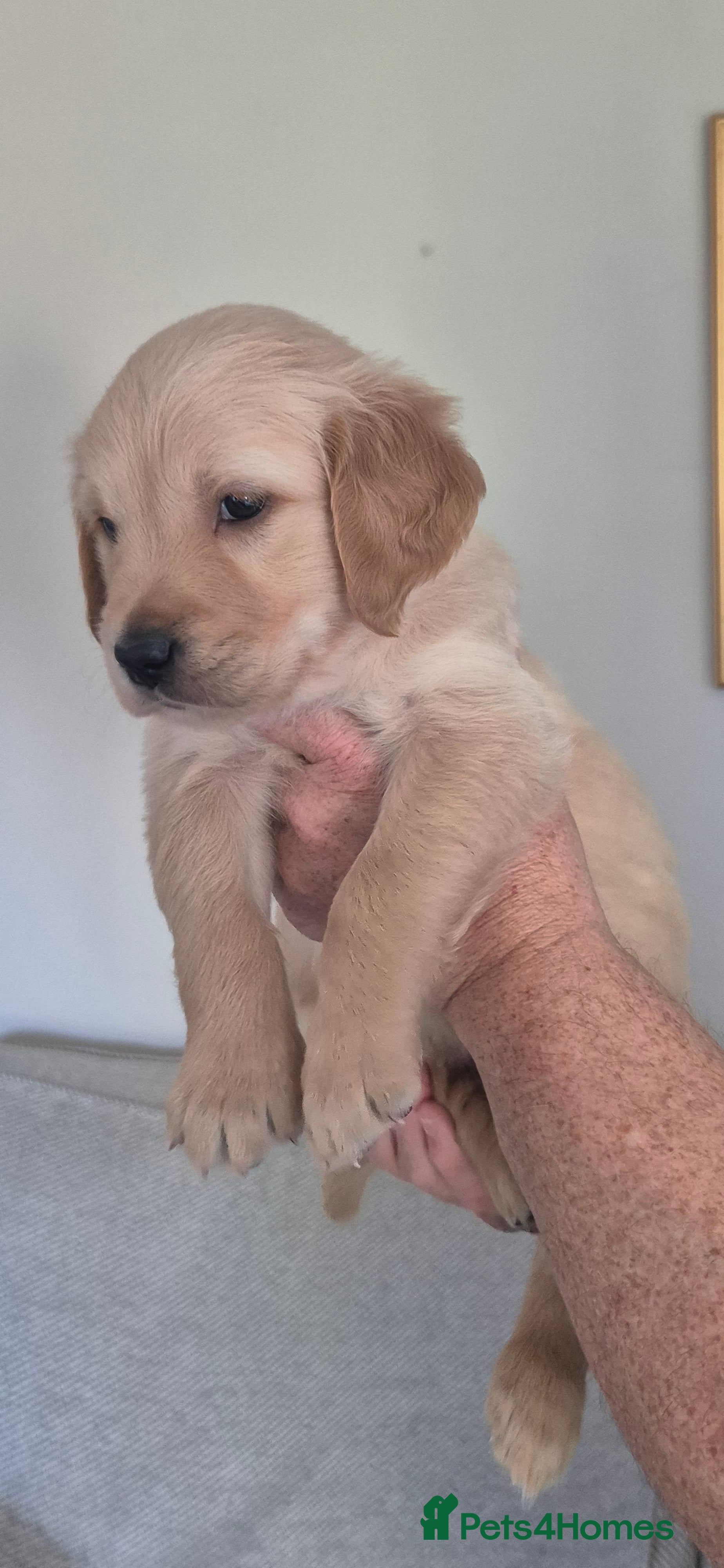 Golden Retriever dogs 8 Golden Retriever puppies for sale. - Advert 2