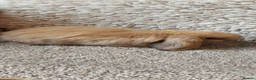 Mini Lop rabbits for sale: READY 8WEEKS OLD  minilop babys - Advert 5