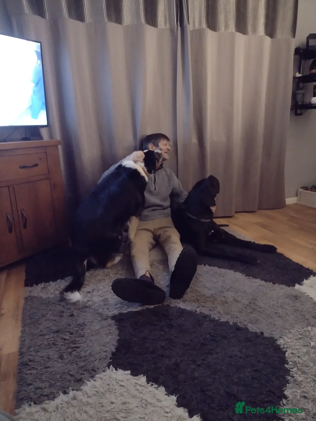 Cane Corso dogs for sale: Puppy looking for my forever home  in Cullompton - Advert 9