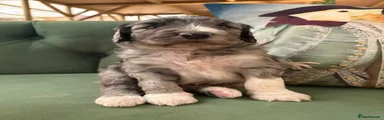 Bernedoodle 2 Blue Merle and White 