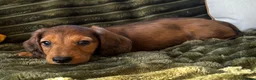 Dachshund dogs for sale: Longhaired Dappled KC reg Standard Dachshund  - Advert 5