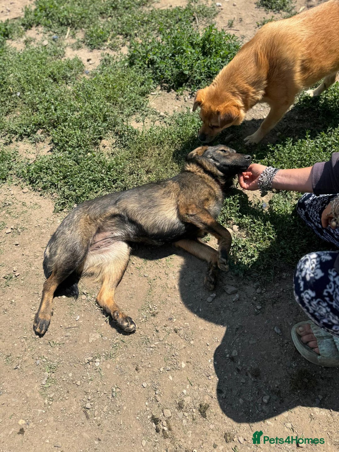 Mixed Breed dogs for adoption: Meet Lovely little LOTTIE! she needs a Loving Home - Image 26