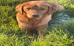 Labrador Retriever dogs for sale: Beautiful KC Registered Lab Pups  - Image 22