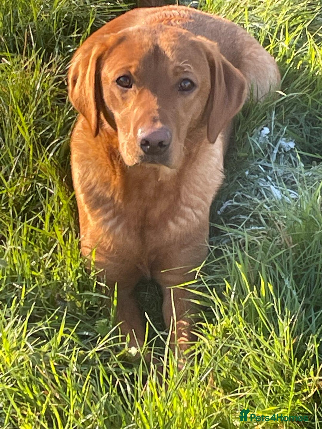 Labrador Retriever dogs for sale: Beautiful KC Registered Lab Pups  - Image 22