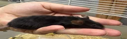 Mouse rodents for sale: AVAILABLE: FRIENDLY BABY MALE FANCY MICE FOR SALE - Advert 9
