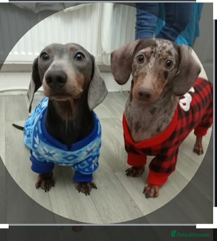 Miniature Dachshund dogs  Miniature Dachshunds–Must Stay Together - Advert 2