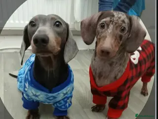 Miniature Dachshund dogs Miniature Dachshunds–Must Stay Together - Advert 15