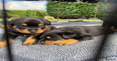 Rottweiler dogs - Advert 3