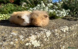 Guinea Pig rodents for sale: Gorgeous pure bred Swiss guinea pig sows - Image 9