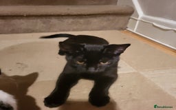 Mixed Breed cats for sale: gorgeous female kittens  - Image 5