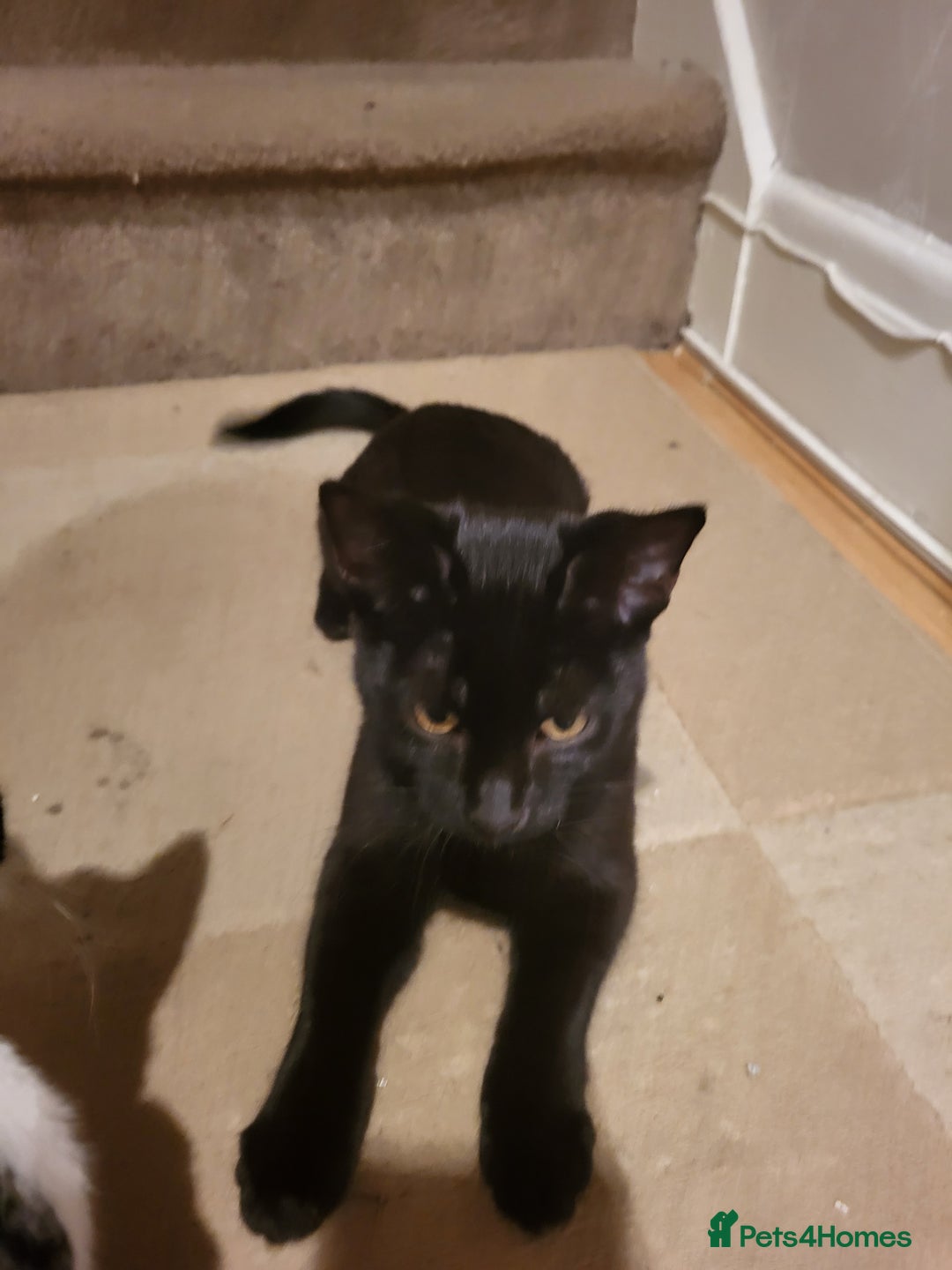 Mixed Breed cats for sale: gorgeous female kittens  - Image 5