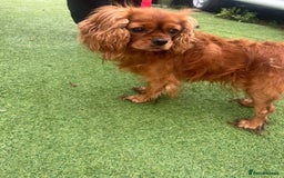 Cocker Spaniel dogs for sale: 8 Beautiful Cavalier X Cocker Spaniel Puppies - Image 3