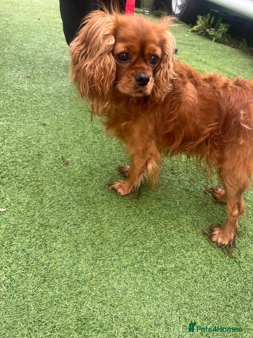 Cocker Spaniel dogs for sale: 8 Beautiful Cavalier X Cocker Spaniel Puppies - Image 3