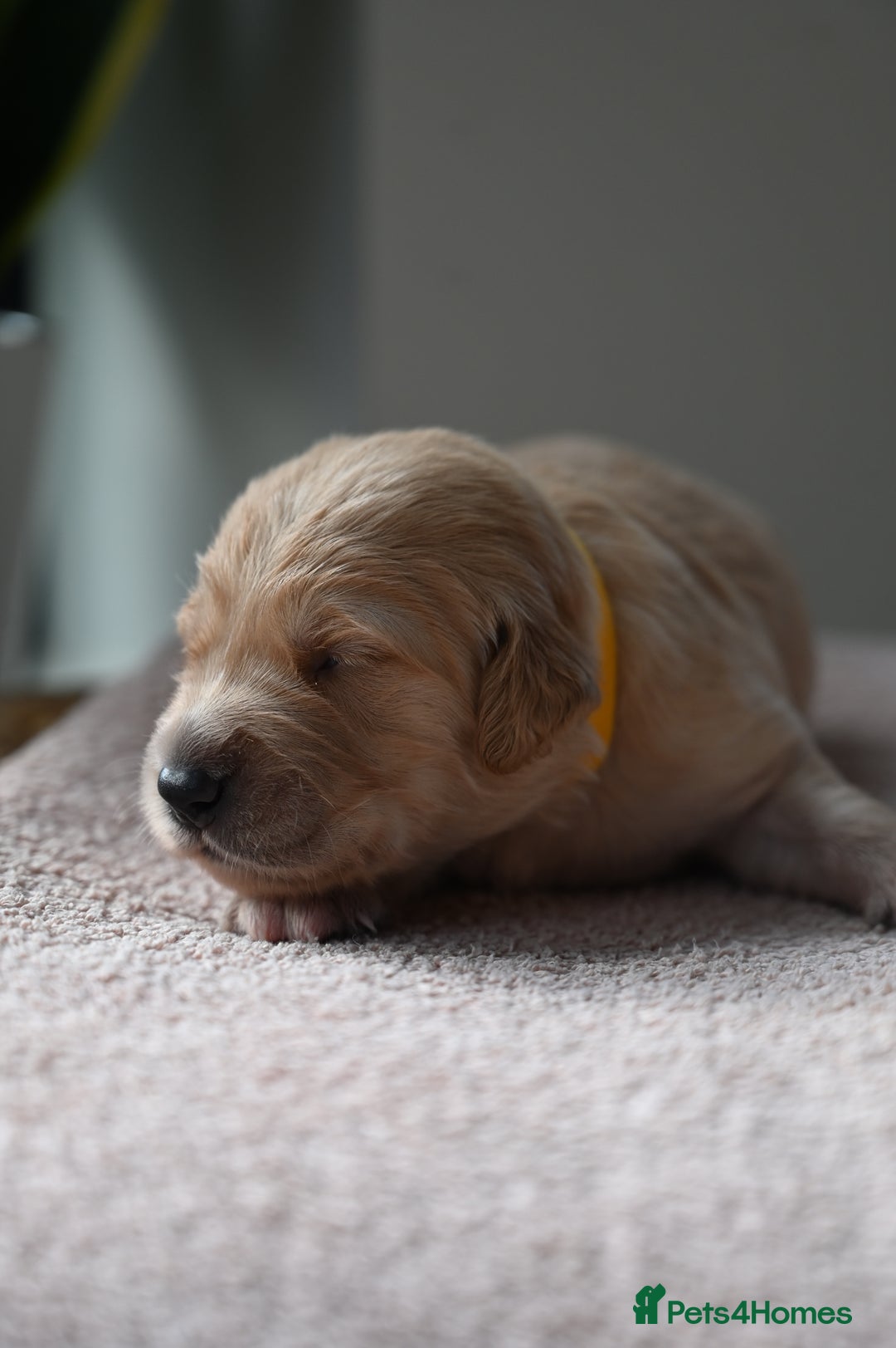 Golden Retriever dogs for sale: Golden Retriever pups for sale - Advert 15