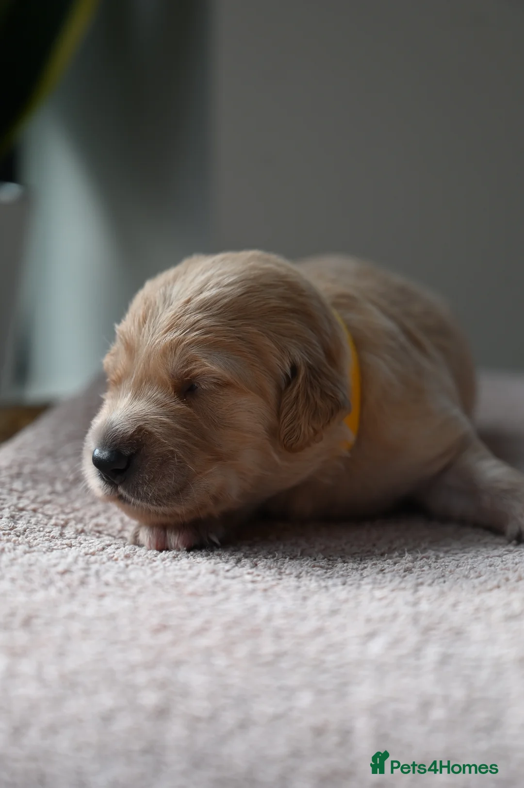 Golden Retriever dogs for sale: Golden Retriever pups for sale - Advert 16