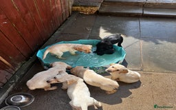 Labrador Retriever dogs for sale:  Labrador puppies - Ready now  in Aberdeen - Image 27