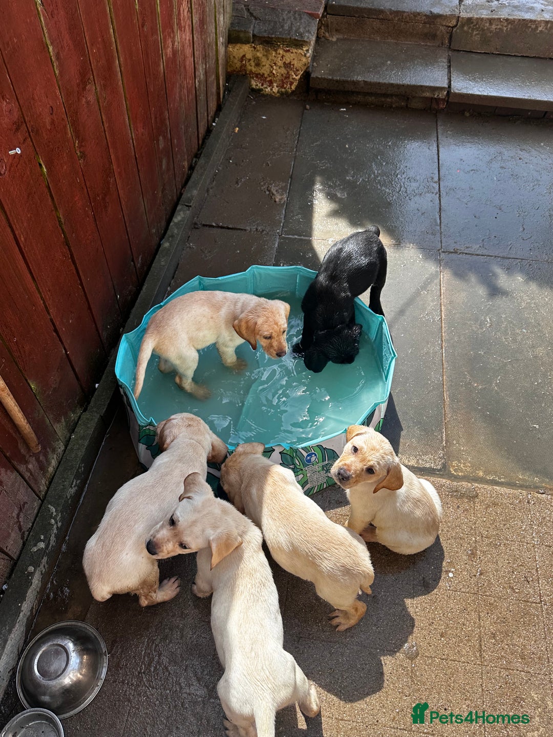 Labrador Retriever dogs for sale:  Labrador puppies - Ready now  in Aberdeen - Image 27