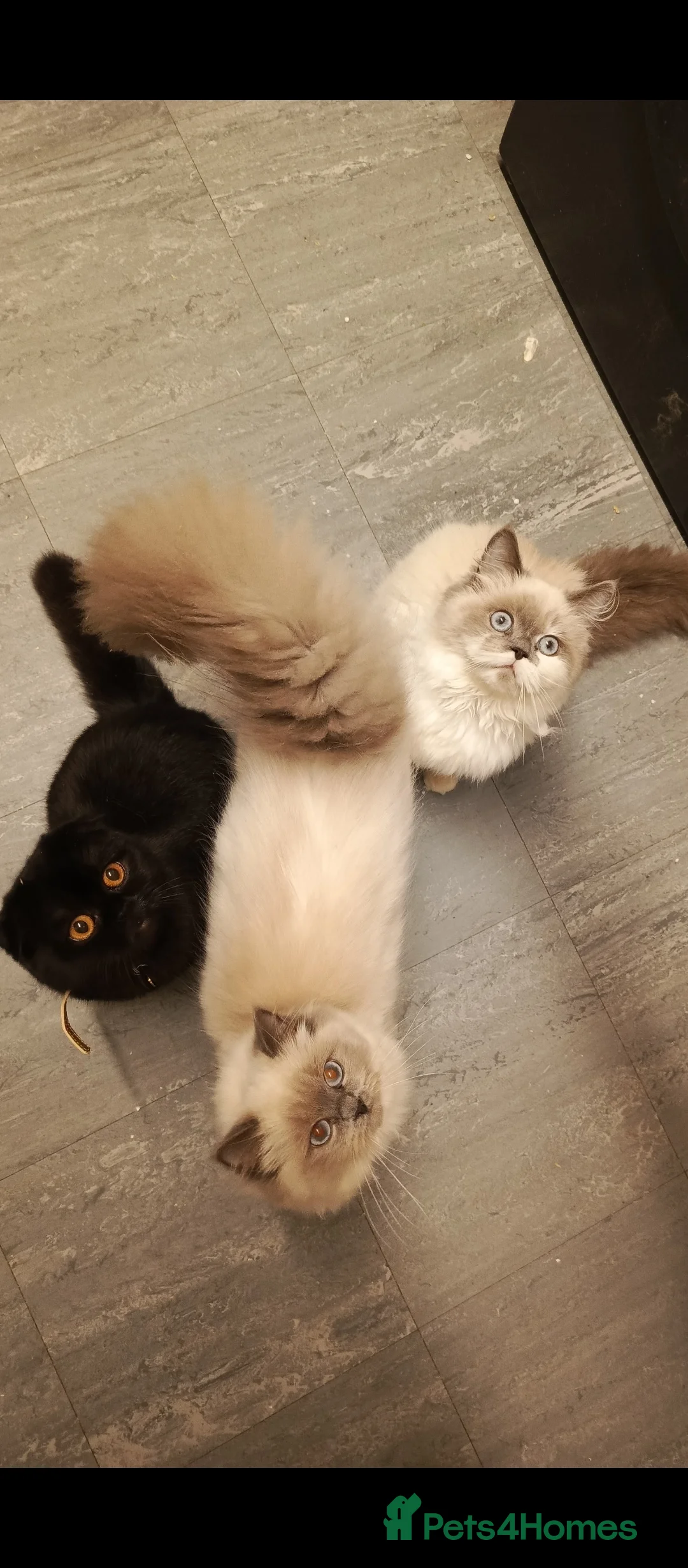 Ragdoll cats for sale: 2 ragdolls and 1 Scottish fold kittens  - Advert 1