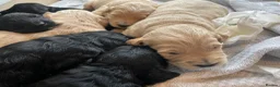 Goldendoodle dogs for sale: F1 golden doodles mini  in Basingstoke - Advert 3