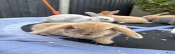Mini Lop rabbits for sale: Pure breed Mini Lops - Advert 13