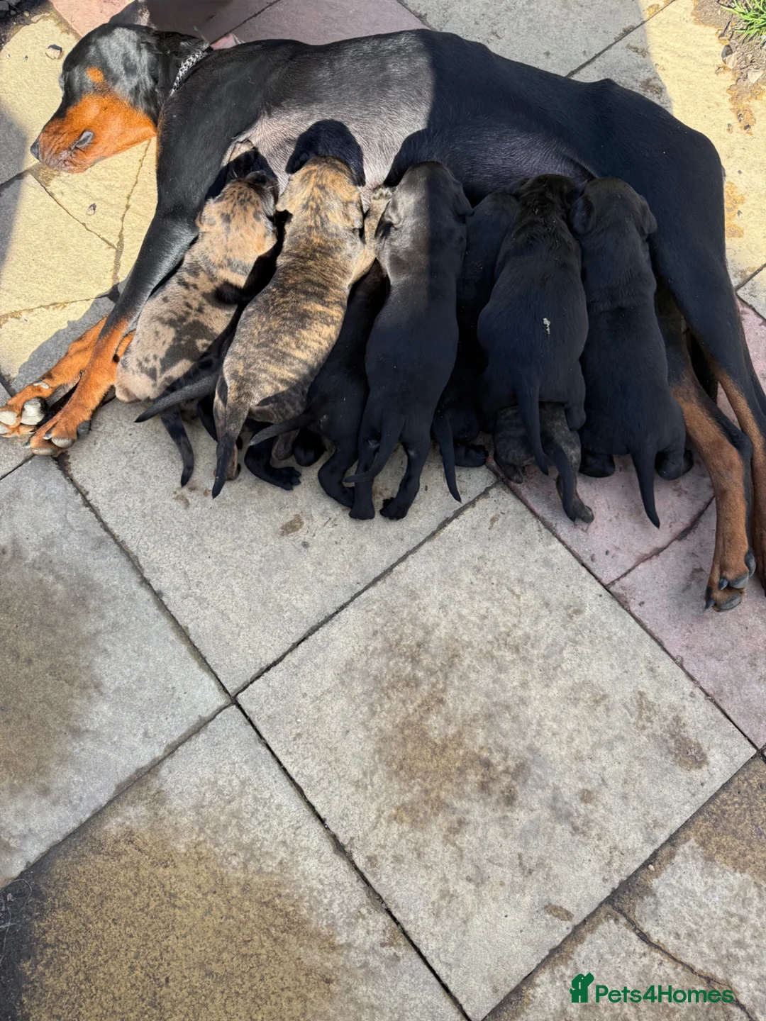 Mixed Breed dogs for sale: Cute Doberman cross puppies for sale - Advert 1