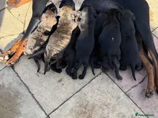 Mixed Breed dogs Cute Doberman cross puppies for sale - Advert 6