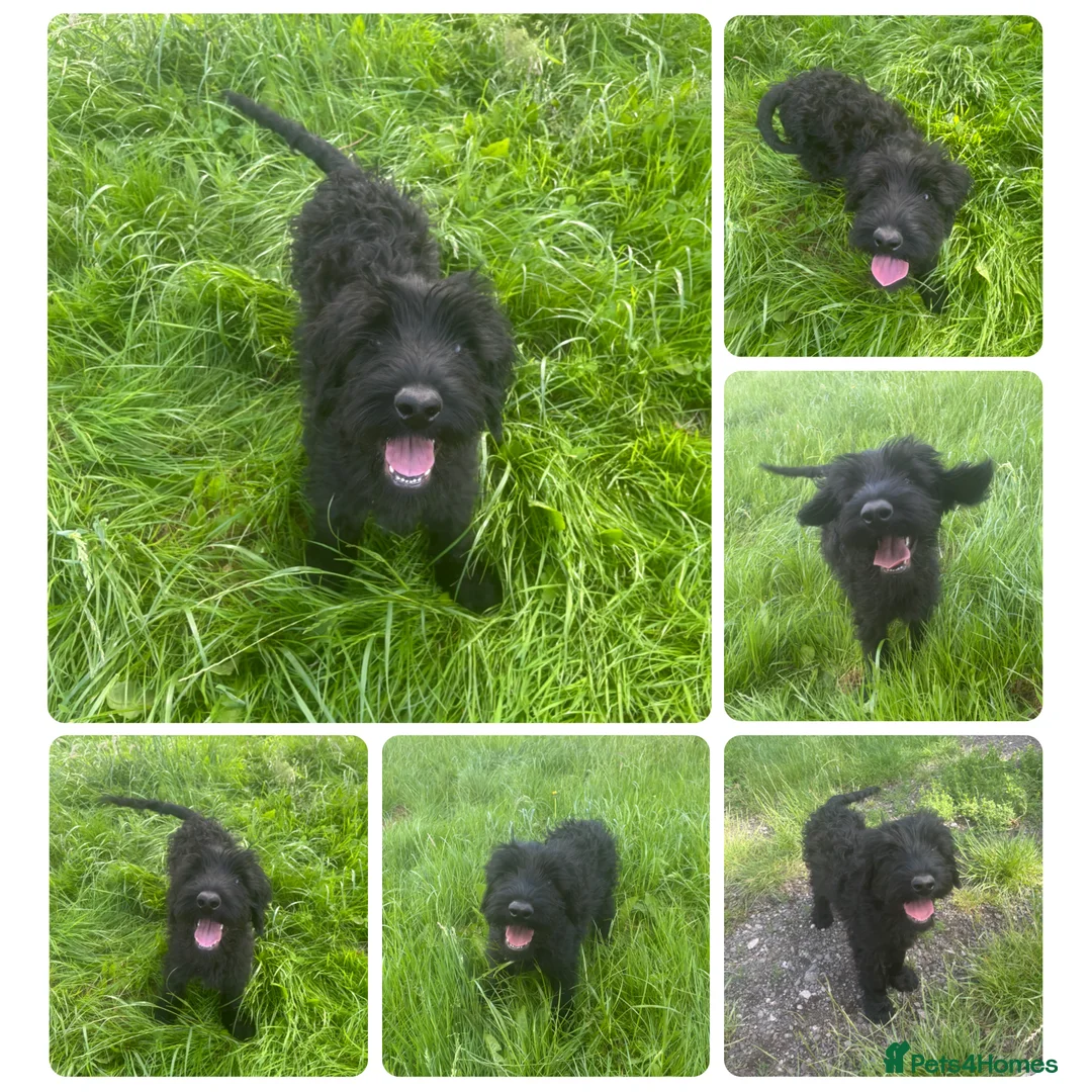 Giant Schnauzer dogs for sale: Ready now! KC Giant Schnauzer Girl Puppy - Advert 1