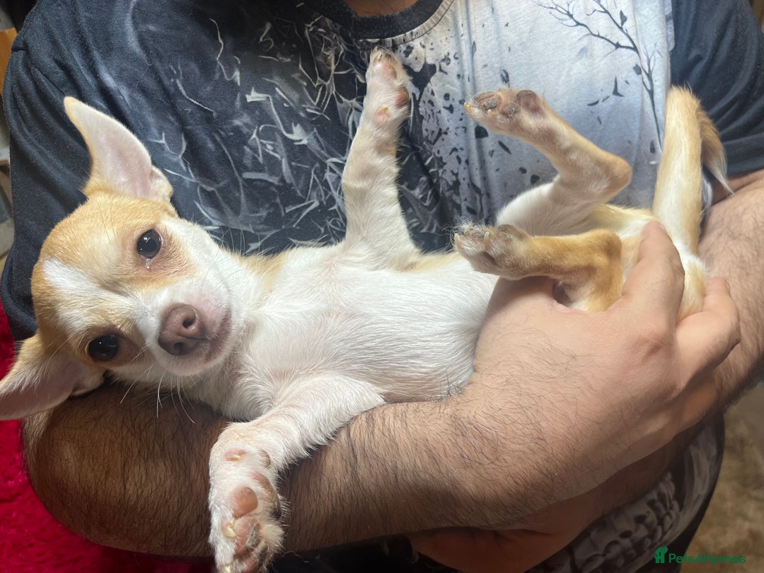 Chihuahua dogs for sale: 3 small chihuahua puppies  - Image 9